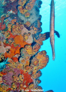 Trumpet Fish striking a pose next to the salt pier. by Lisa Hinderlider 